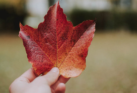 autumn golden orange maple leaf held in a left hand