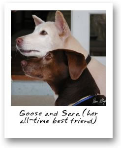 Goose  and Sara